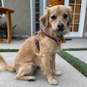 Meet your Posher, Mia